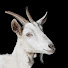 WLh7BE2PakI-channel-avatar-GoodestGOAT