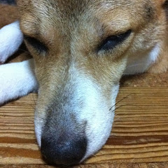 ぽっちゃりタイガー
