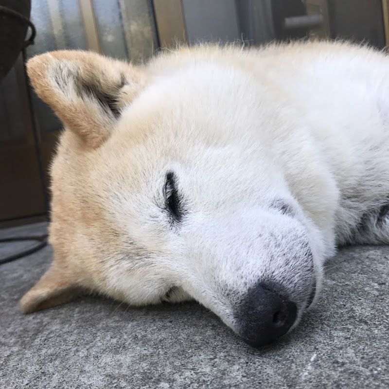 しばわんこ生活のサムネイル