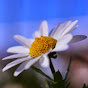Miniature