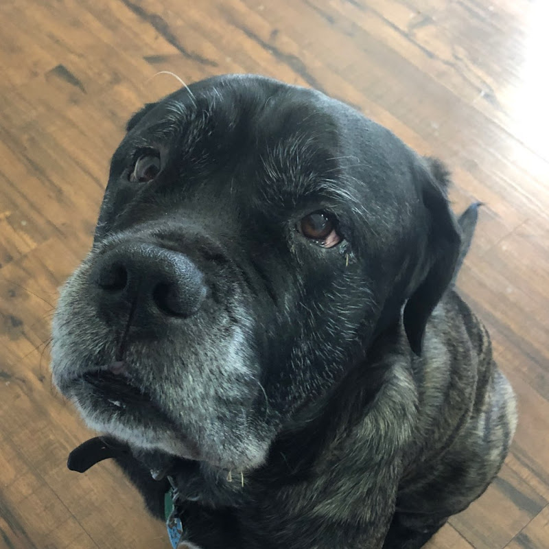Loki