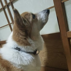 サーチ