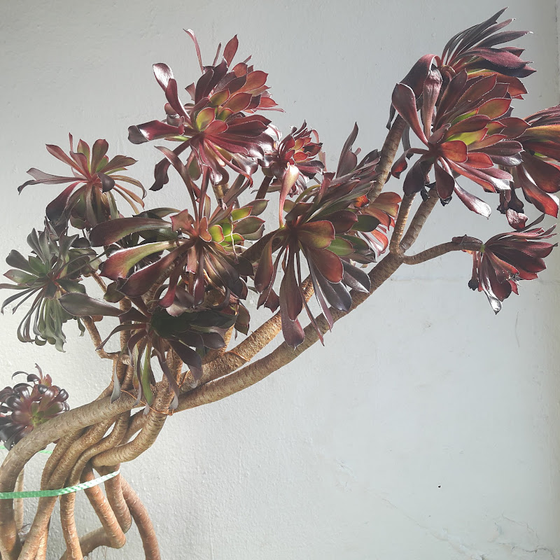 야옹야옹다육 Logo