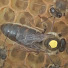67ENBx4DRD4-channel-avatar-Dumitru Oprea