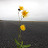 @kingoneeyed3433 Avatar