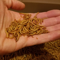 Midwest Mealworms net worth