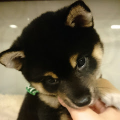 くろしば