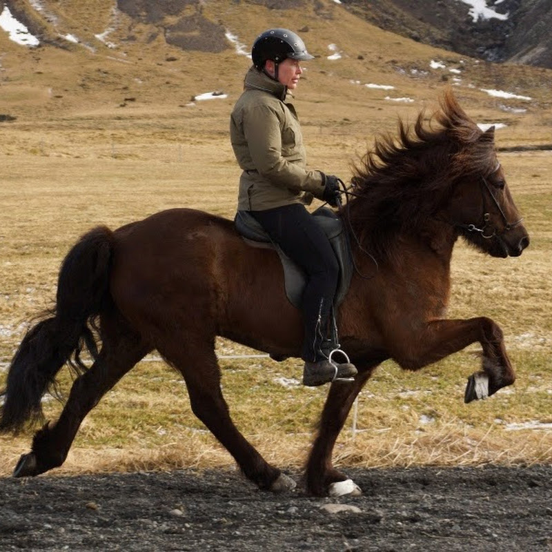 Salehorsesiceland