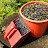 Комбайн для сбора ягод черника Украина чорні ягоди