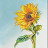 @Sunflower-qw3ww