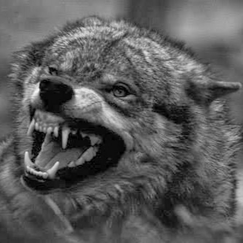 THE WOLF