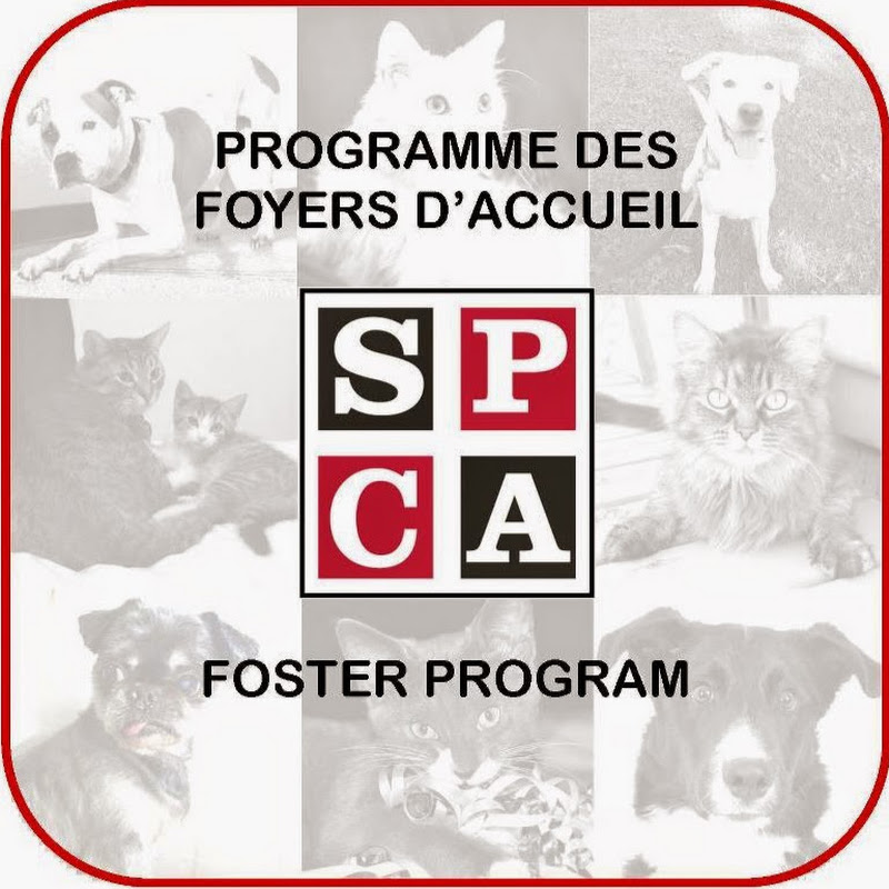 Foster Petfinder SPCA