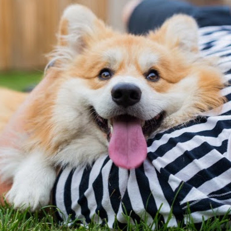 Le Corgi Marcel