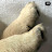 @록리-w4c