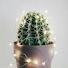 g9RsNiXkqYo-channel-avatar-cactus