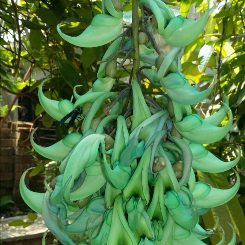 jade jade