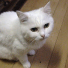 アルトワクス