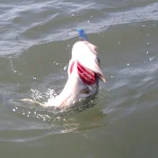 ひろの釣り日記