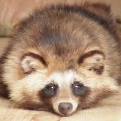 t2 tanuki