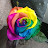 @Grace-vy5oo