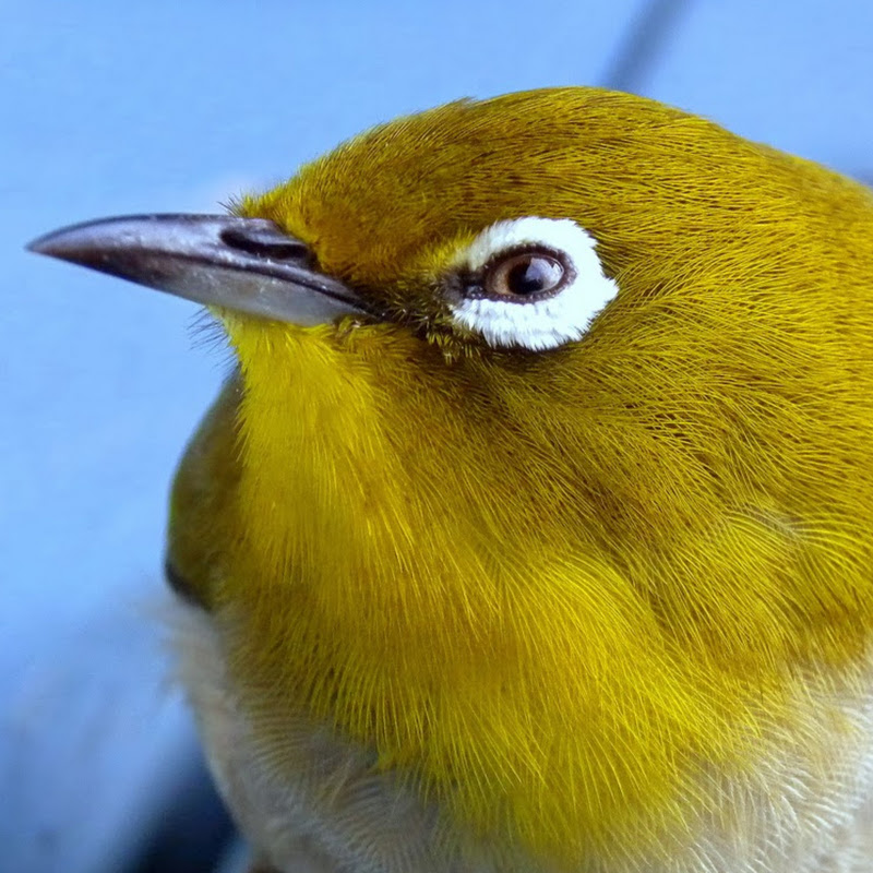 Little Bird Game Reviews