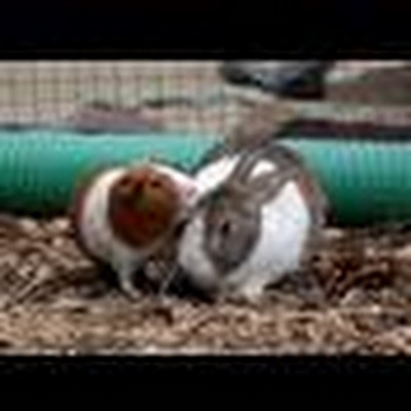 AnimalPetCare