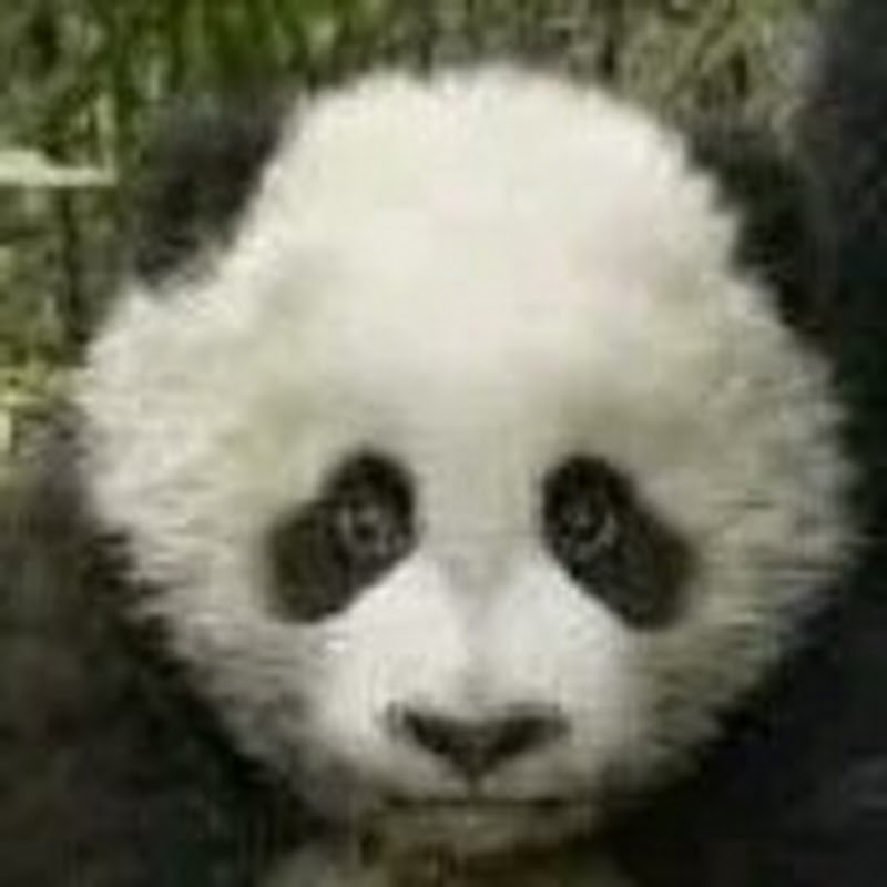 PandaTV