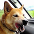 7ENaGbzlc0w-channel-avatar-熊犬リキの鉄道動画