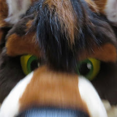 North Wind Wolf