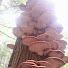 beurNUTbJW0-channel-avatar-fungi ally