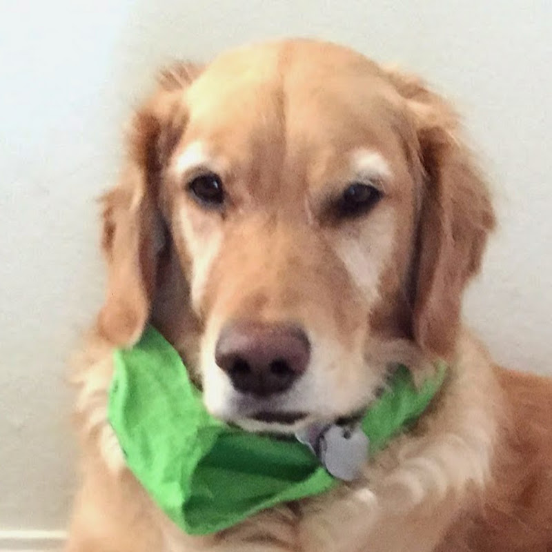 Fritz Dog