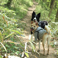こゆき家のゆるい日常