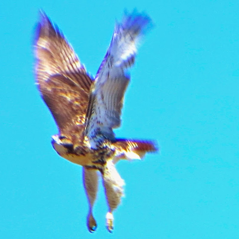 Out Walking the Dog: nature in the city