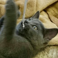 ちゃんねるあおChannelAo