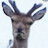 @3starperfectdeer233