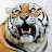 @TIGER13701