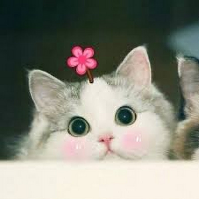 TRIỆU QUỐC VIỆT