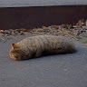 Автор