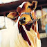 D2IHex1mubg-channel-avatar-Karachi Cattle Collection