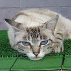 万年損失アイコン画像