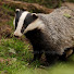 aL5FaVi1Iig-channel-avatar-BadgerBotherer1