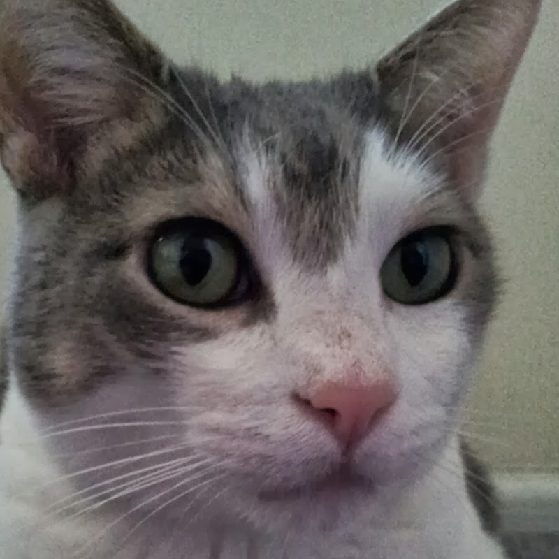 Adopt My Foster Cat