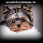 Priceless Yorkie Puppy logo