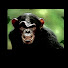_H-ZhL4sohE-channel-avatar-THE TRAVELING MONKEY
