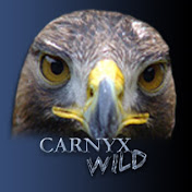 CarnyxWild