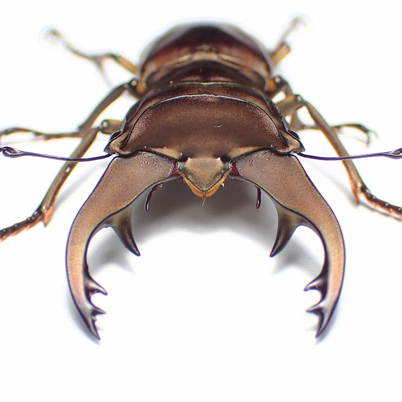 わたくわチャンネルのサムネイル