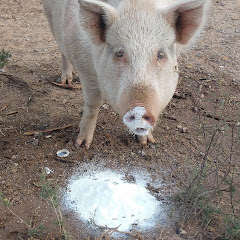 PIGS UNDER PRESSURE net worth