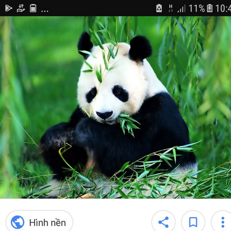 Panda TV