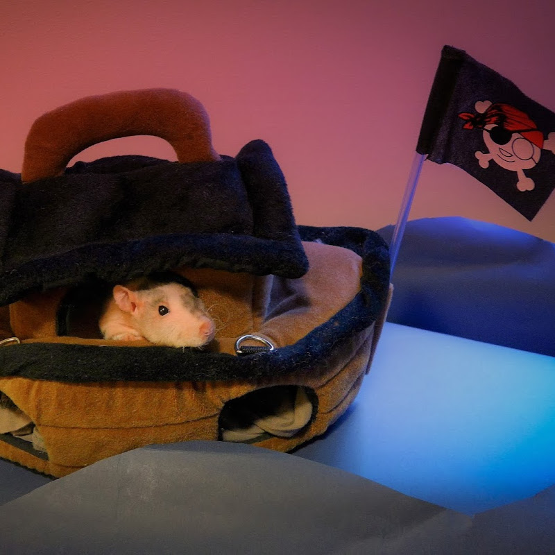 About Pet Rats