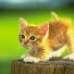 IW5_yj8K-Oo-channel-avatar-catwomanpl1
